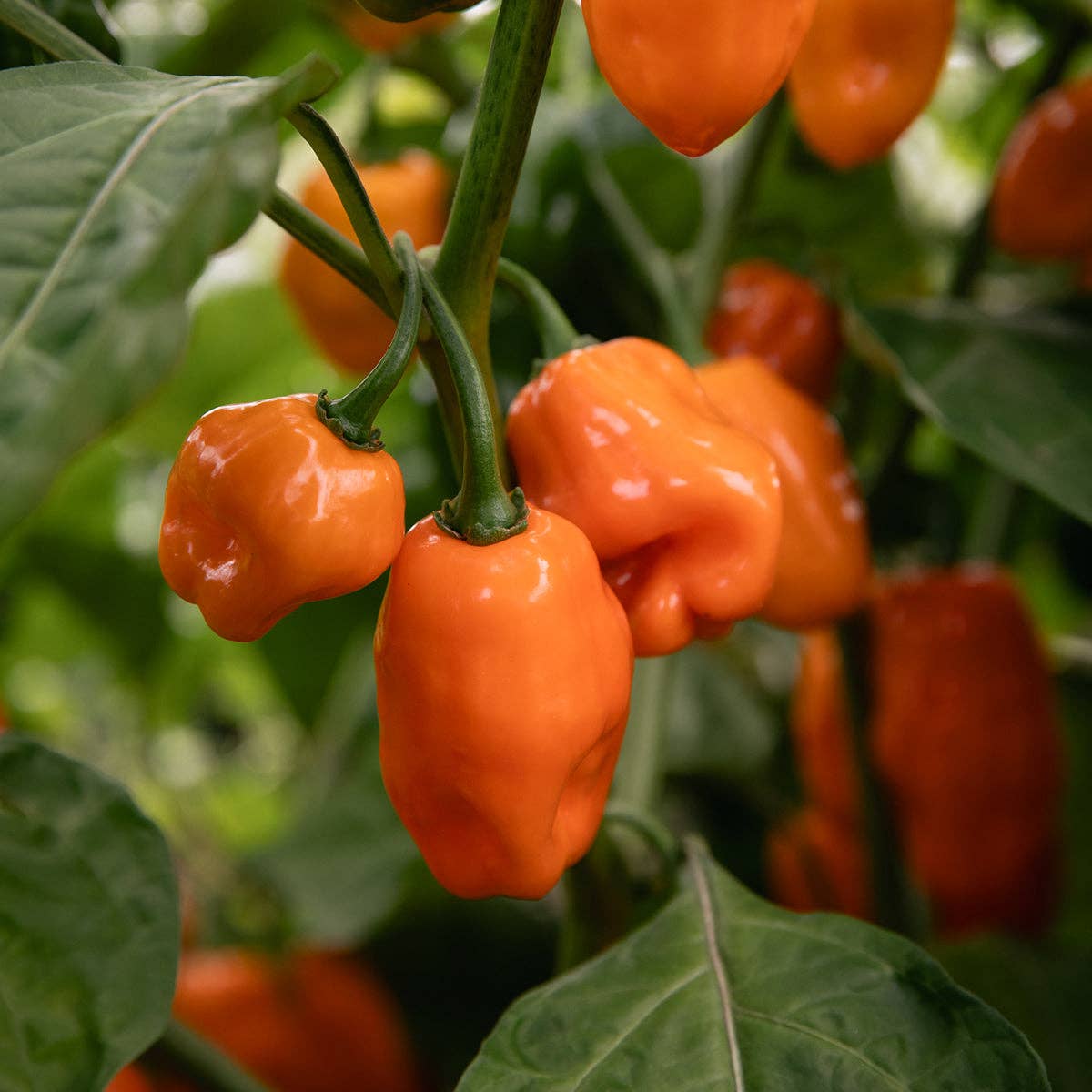 Blake Hill Preserves - Wholesale Jam/Jelly - Mango Habanero8