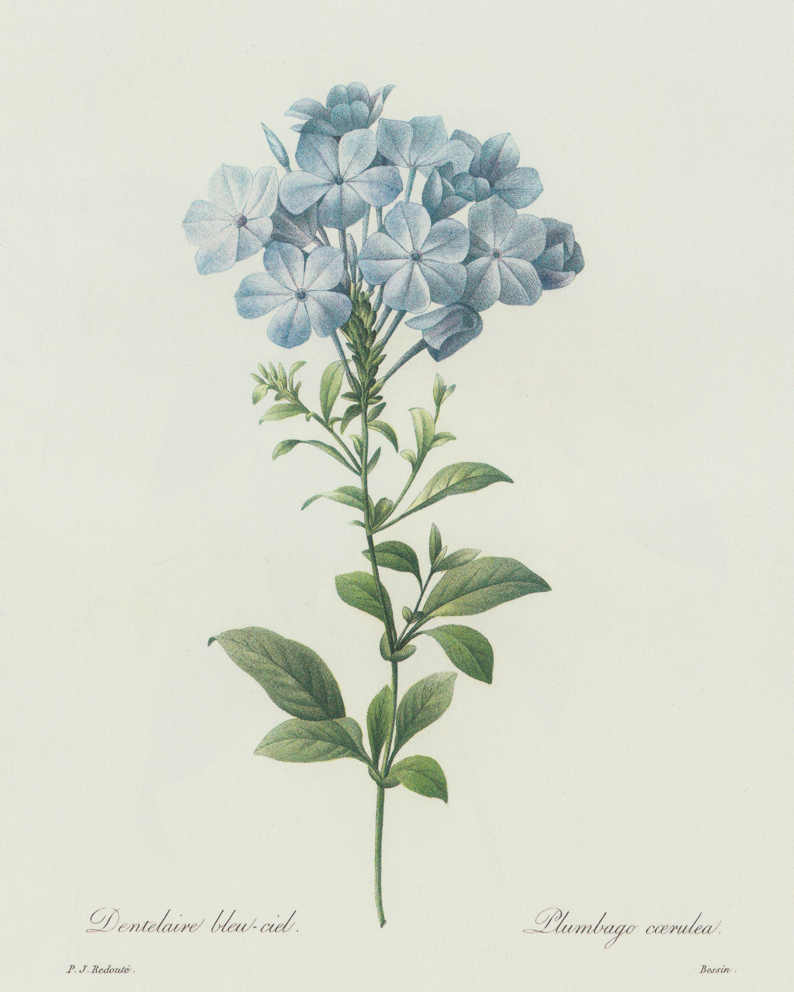 Sea to Skye - Wholesale Art Print - Blue Hydrangea Antique Print5