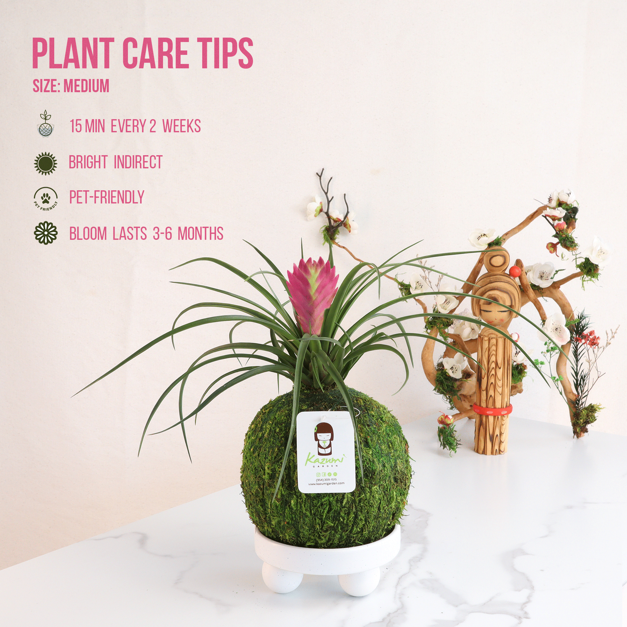 Kazumi Garden - Wholesale Live Plant - Bromeliad Tillandsia Pink Quill | Moss Ball Kokedama1