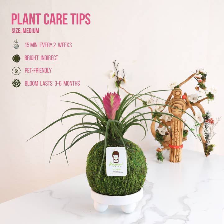 Kazumi Garden - Wholesale Live Plant - Bromeliad Tillandsia Pink Quill | Moss Ball Kokedama1
