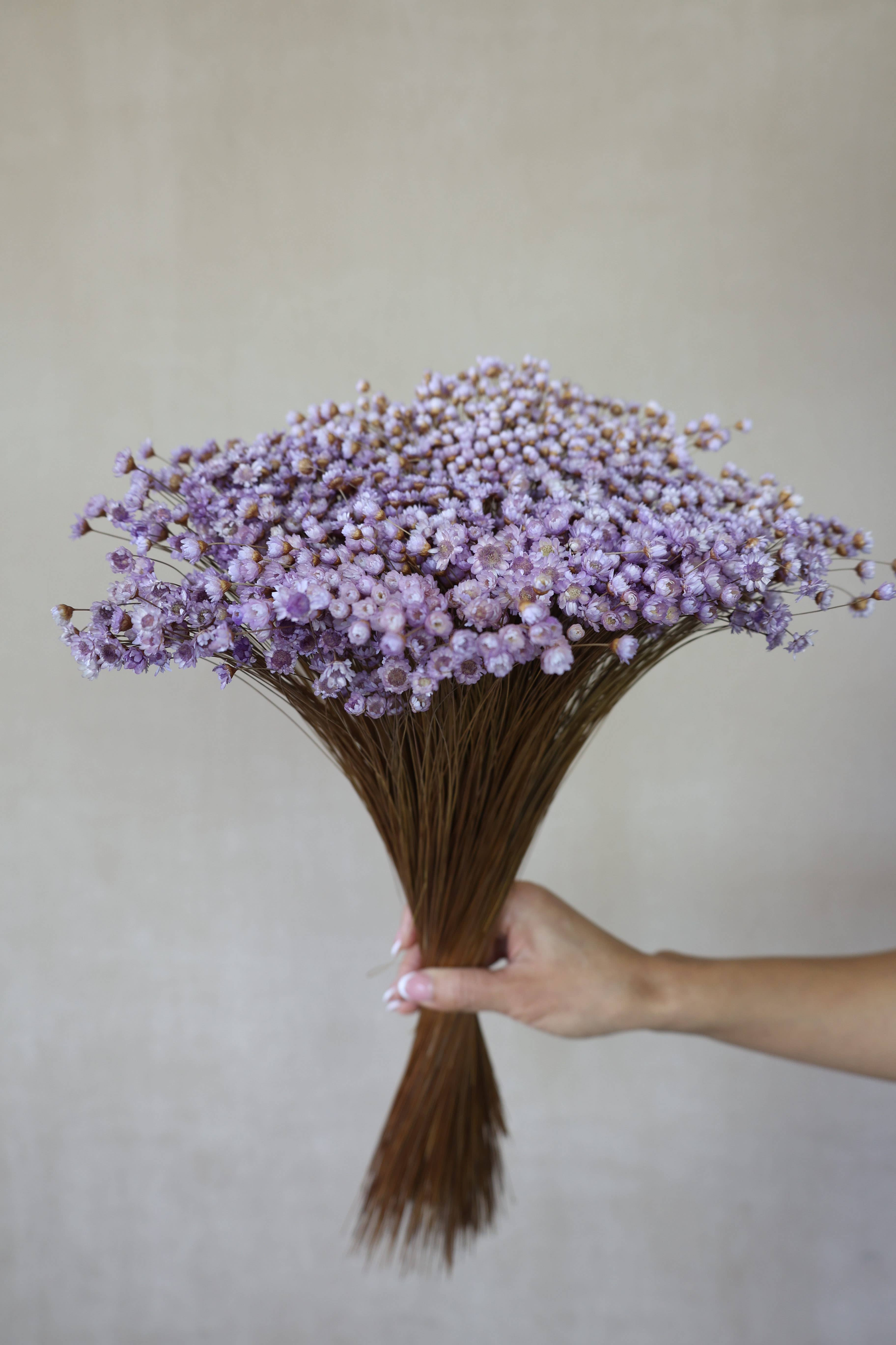 FlowerFantaSee – wholesale Torkade/pressade blommor – Torkade stjärnblommor7