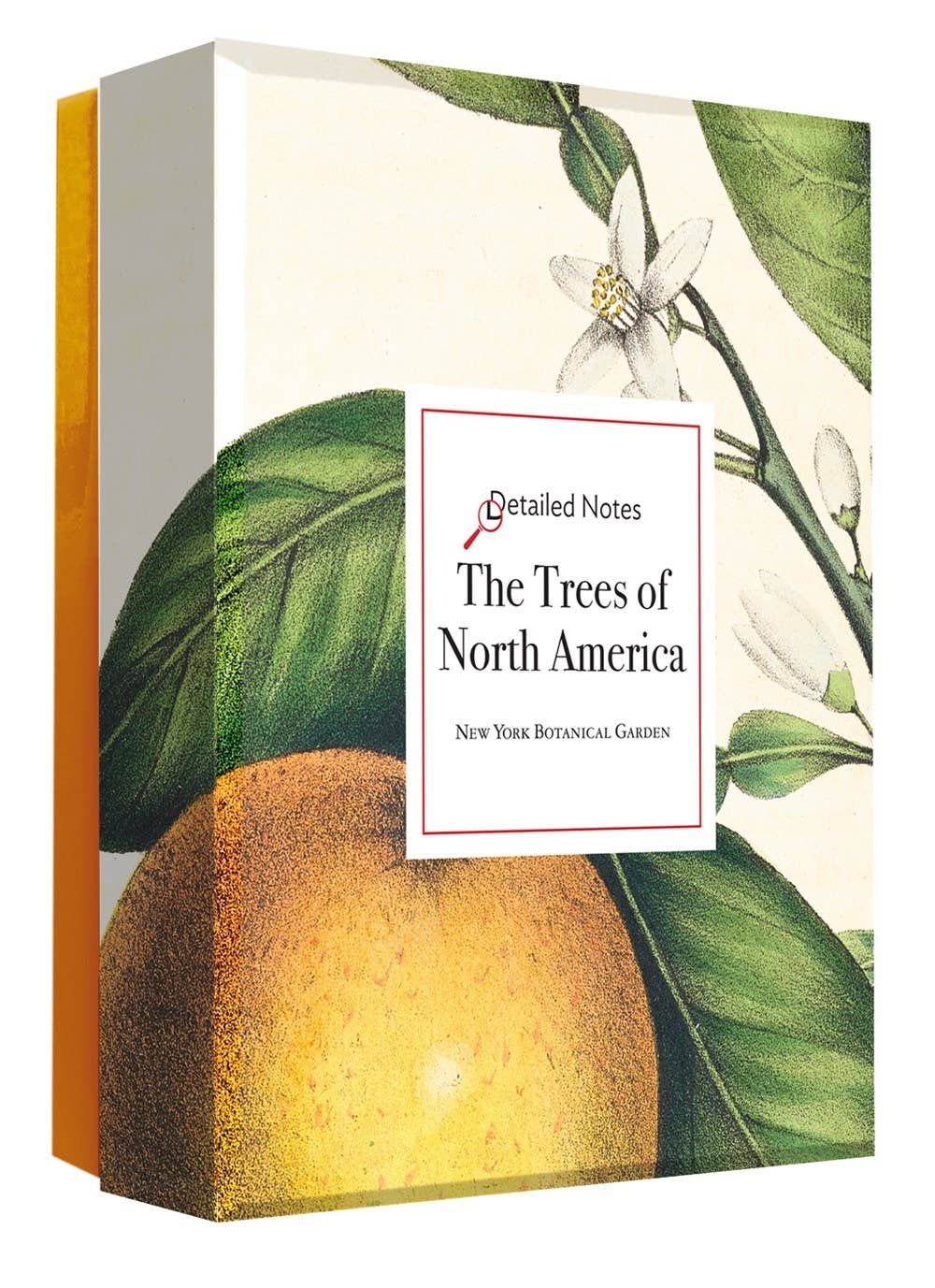 W. W. Norton - Wholesale Stationery/Notecard Set - The Trees of North America note cards1