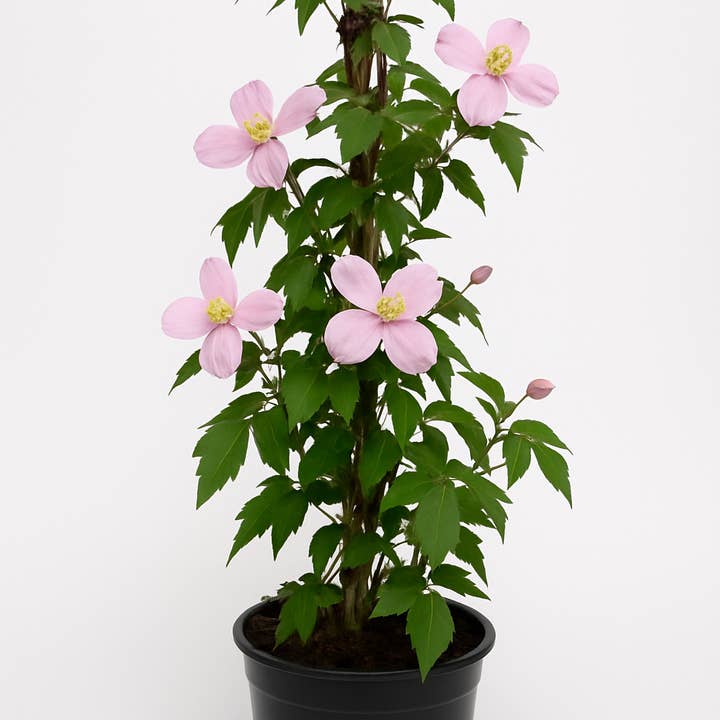 Oasis of Life - Wholesale Live Plant - Clematis montana 'Rubens' β vigorous clematis with light pink flowers & vanilla scent β hardy climbing plant up to 8m β ideal for fence, pergola & garden greening0