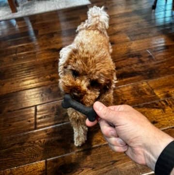 Flexifetch - Wholesale Pet Chew Toy - Dog - Small Bone Toy – The Eddi2