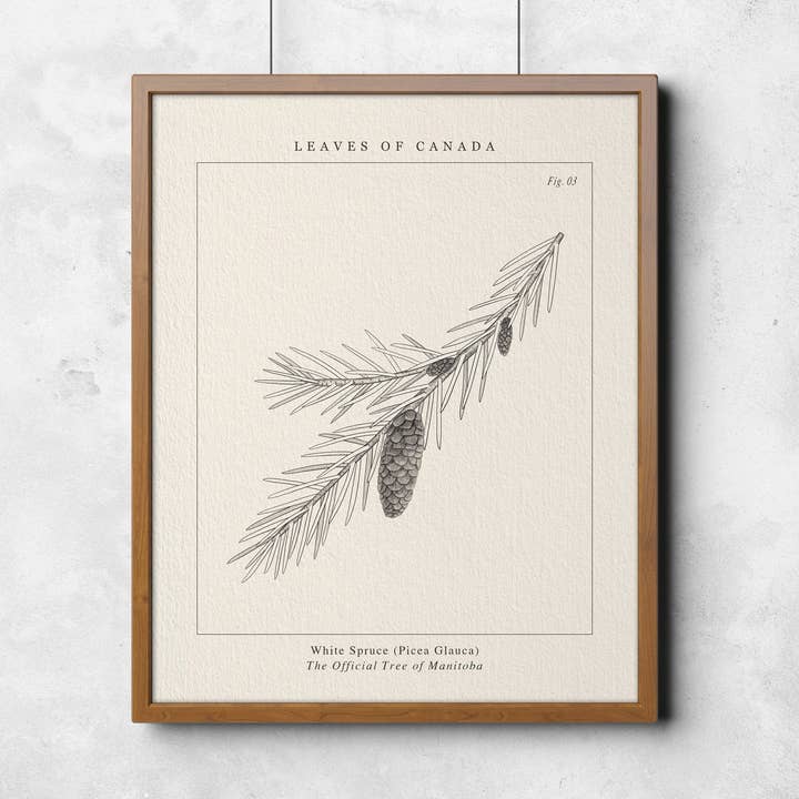 PROVINCIAL TREE OF MANITOBA, WHITE SPRUCE ART PRINT for wholesale by Leaves of Canada