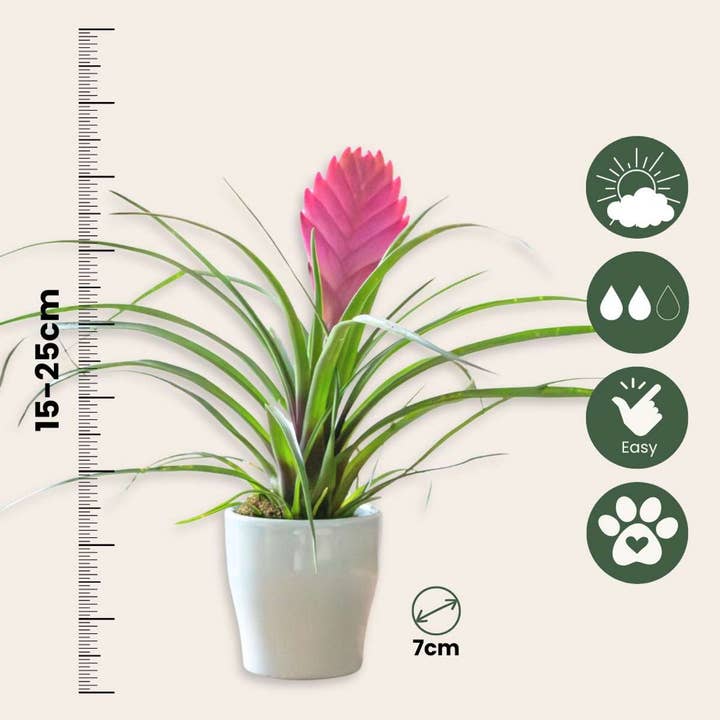 Oasis of Life - Wholesale Live plant - Tillandsia Cyanea 'Pastel' – 3 plants in ceramic pot Ø7cm – Height 20–30cm – Exotic houseplants with pink flowers – Easy-care air-purifying bromeliads for home & office2