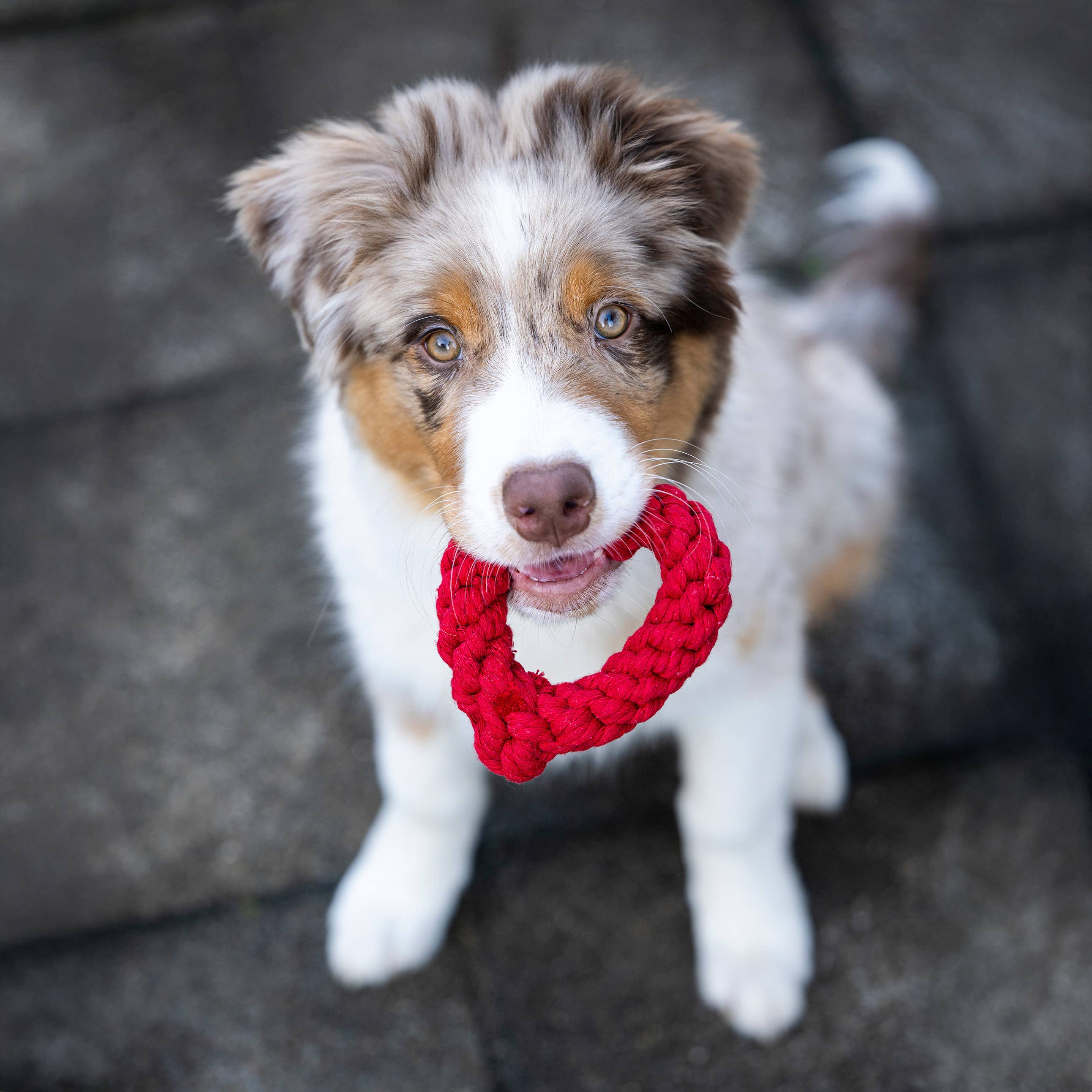 LABONI - Volentis GmbH - Wholesale Pet Rope Toy - Dog - Hertha Heart6