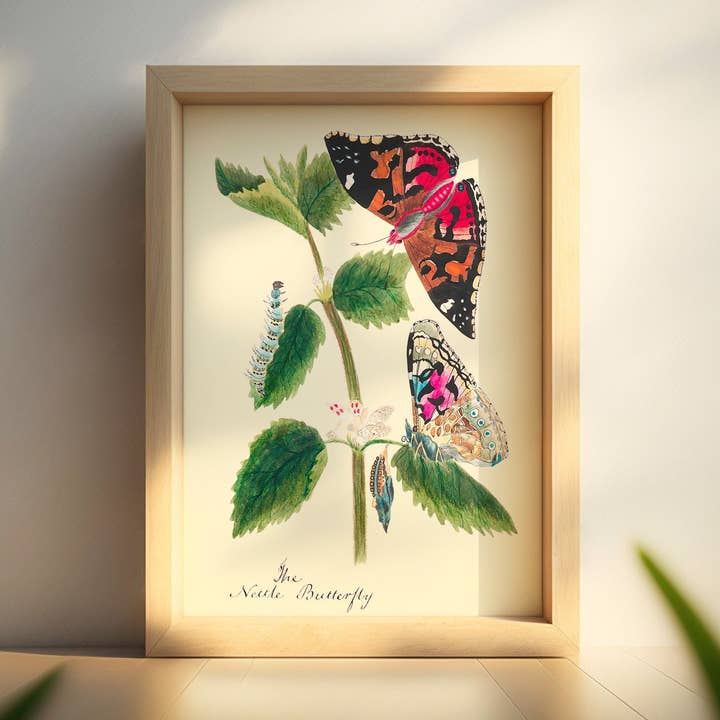 Vintage Butterfly Botanical Illustration Poster for wholesale by Vintage Wall Graphics