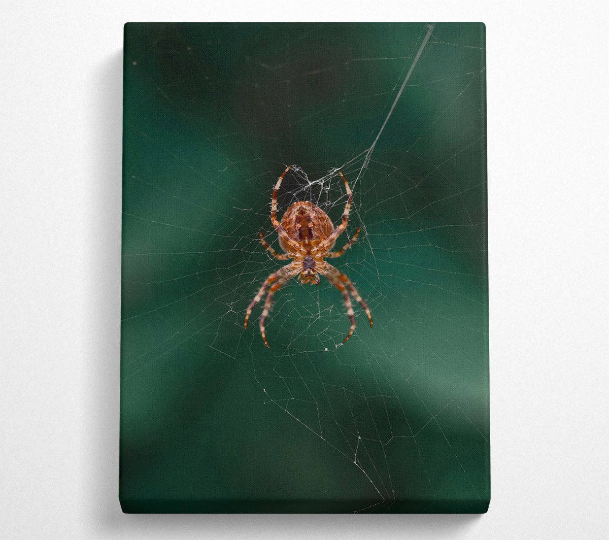 Simply Canvas Art – wholesale Art print – Green Web Weaver0