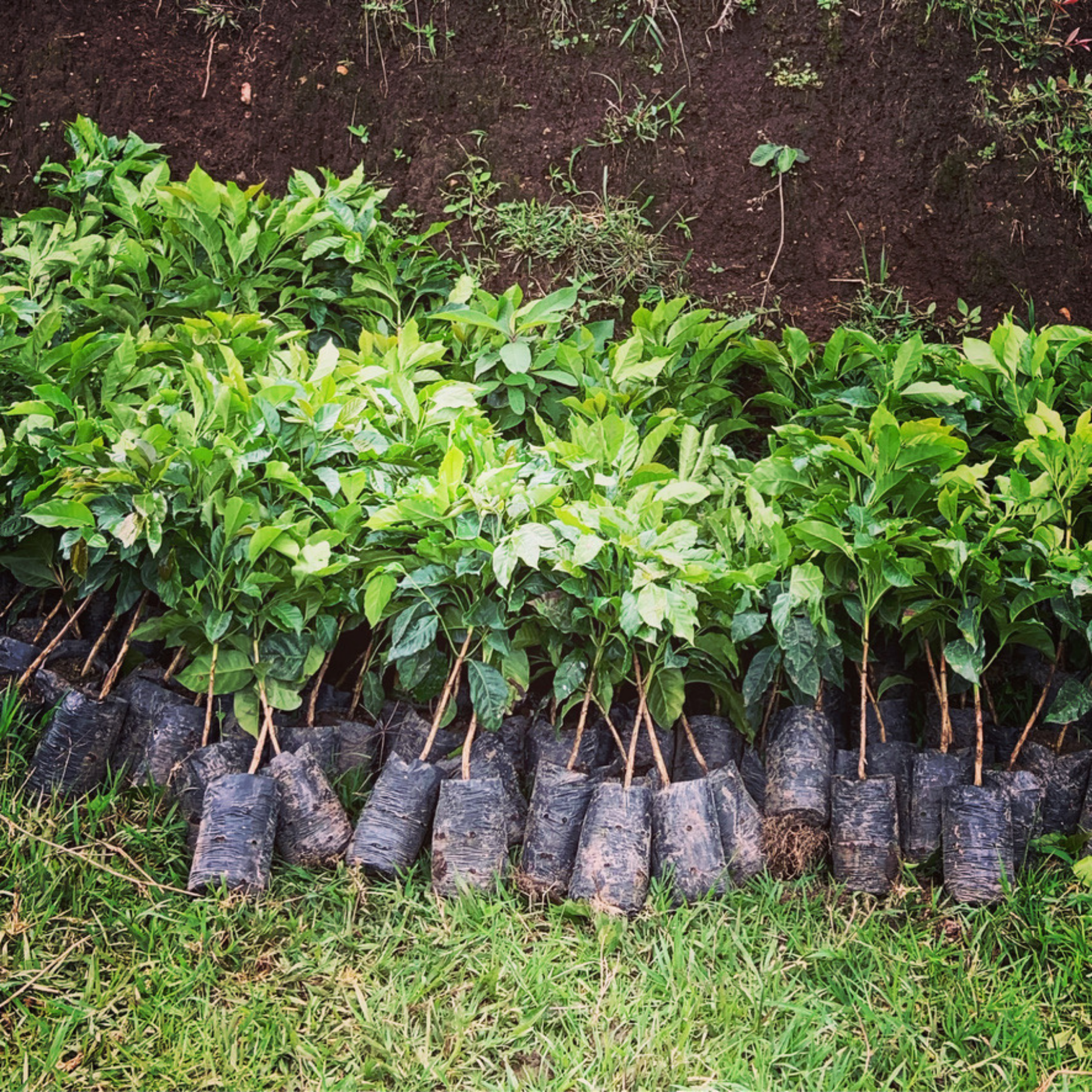 Sightseer Coffee Roasters - Wholesale Coffee Beans - Season of the Witch - Dark(ish) Colombia2