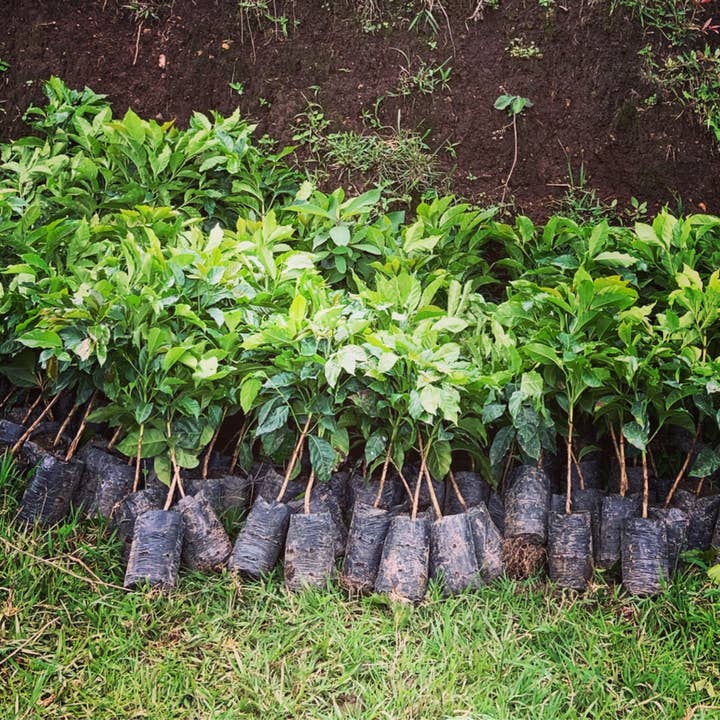 Sightseer Coffee Roasters - Wholesale Coffee beans - Season of the Witch - Dark(ish) Colombia2