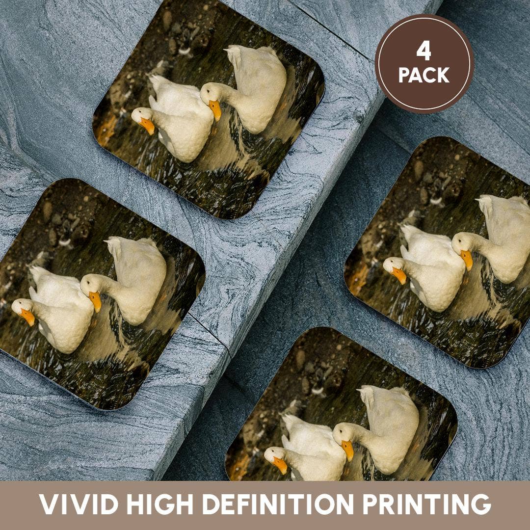 3dRose - Wholesale Coasters - 3dRose, Domestic free-range Pekin ducks swimming in a stream by their farm., Coaster12