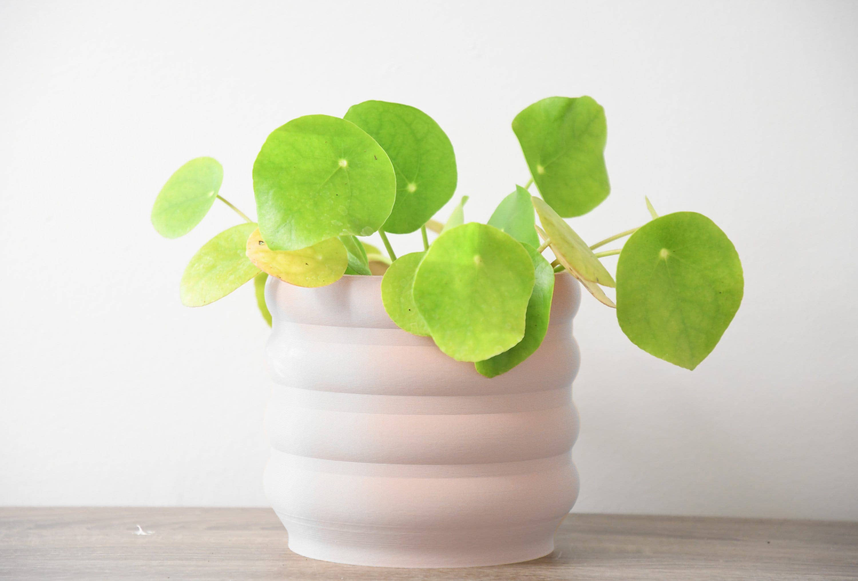 Miss Planty Pants - Wholesale Plant Pot - The Bubbly Planter in Blush Pink2