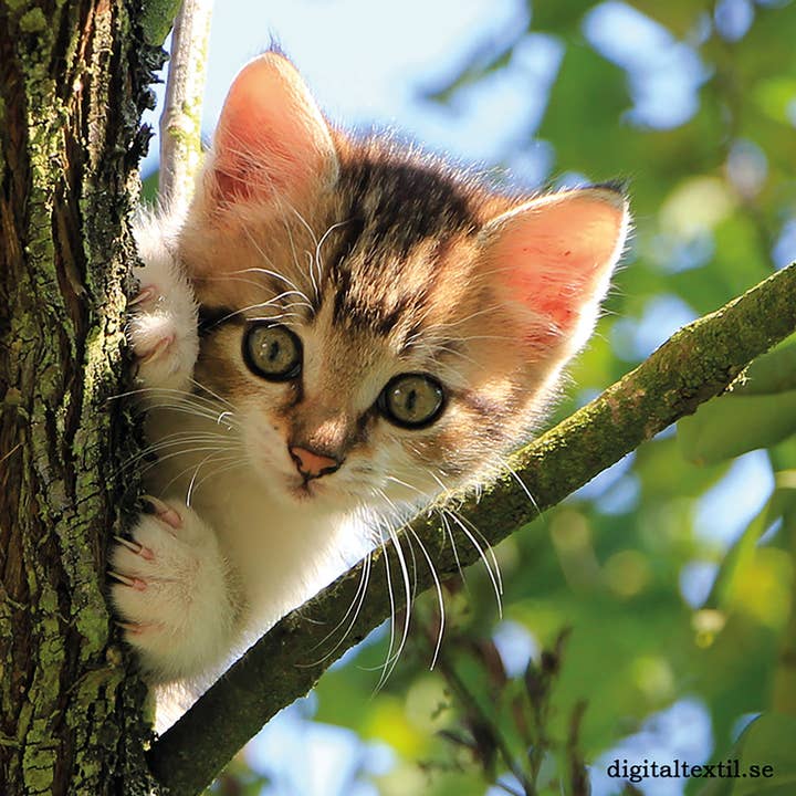 Scandinavian Specialties - Wholesale Dishcloth - Swedish Dishcloth - Kitten in a Tree