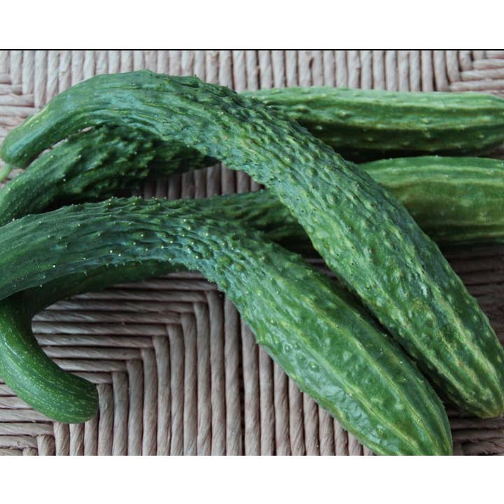 Slicing Cucumber Seeds - Suyo Long, ORGANIC for wholesale by Sow True Seed
