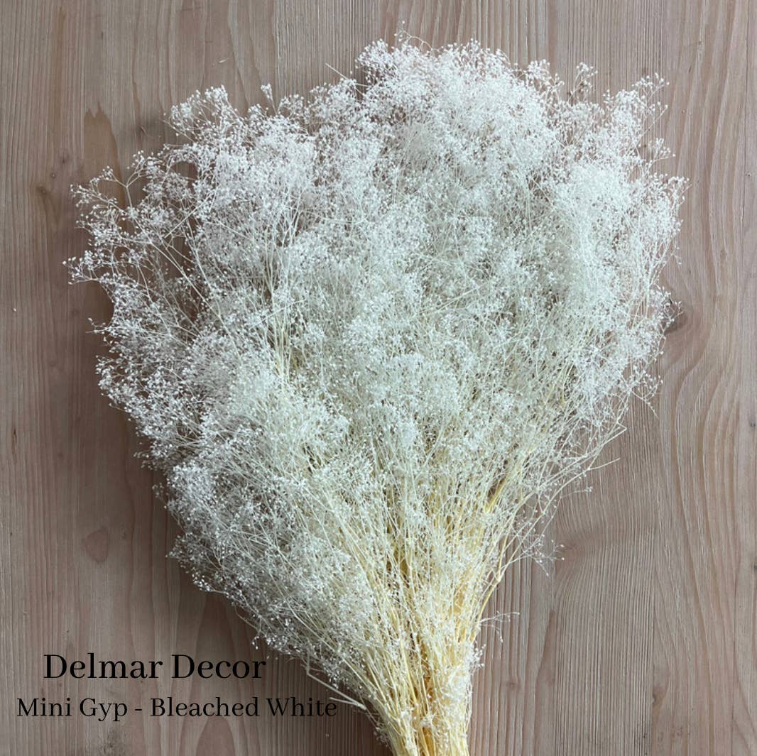 Delmar Decor – wholesale Torkade/pressade blommor – Konserverad brudslöja - Vit mini gips0