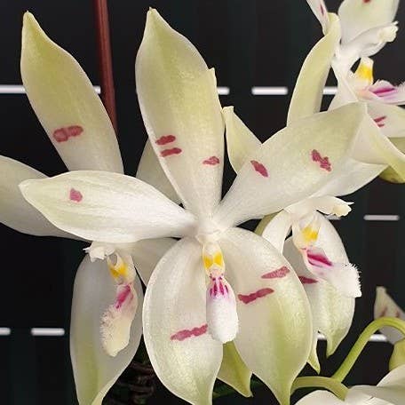 Phalaenopsis tetraspis 'Fire' 2.5" Fragrant | Rare Houseplant for wholesale by OrchidBox