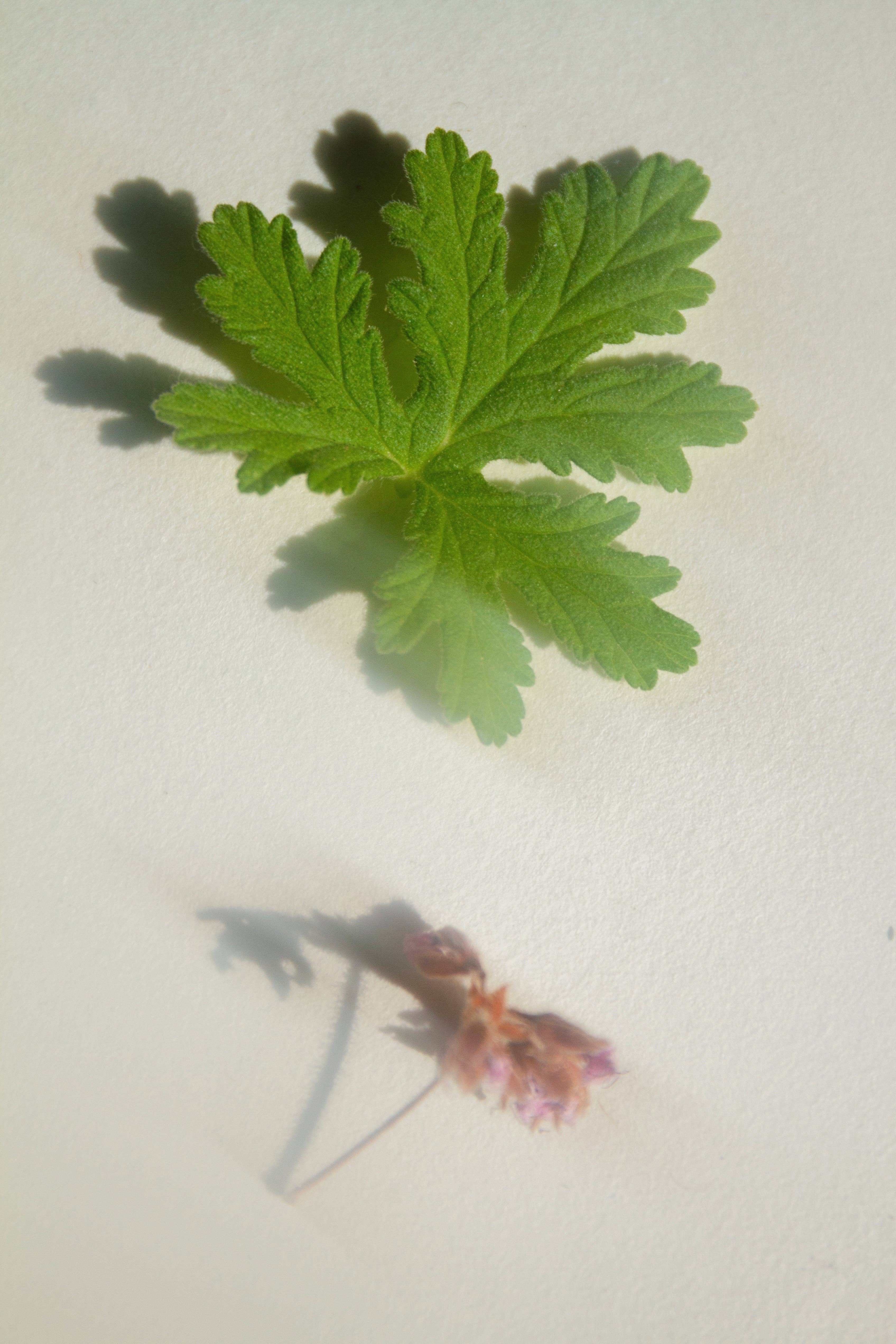 SUMMER SOLACE- Regenerative Tallow Beauty - Venta al por mayor Pastilla de jabón - Jabón Desert Rose – Floral con arcilla, 140 g1