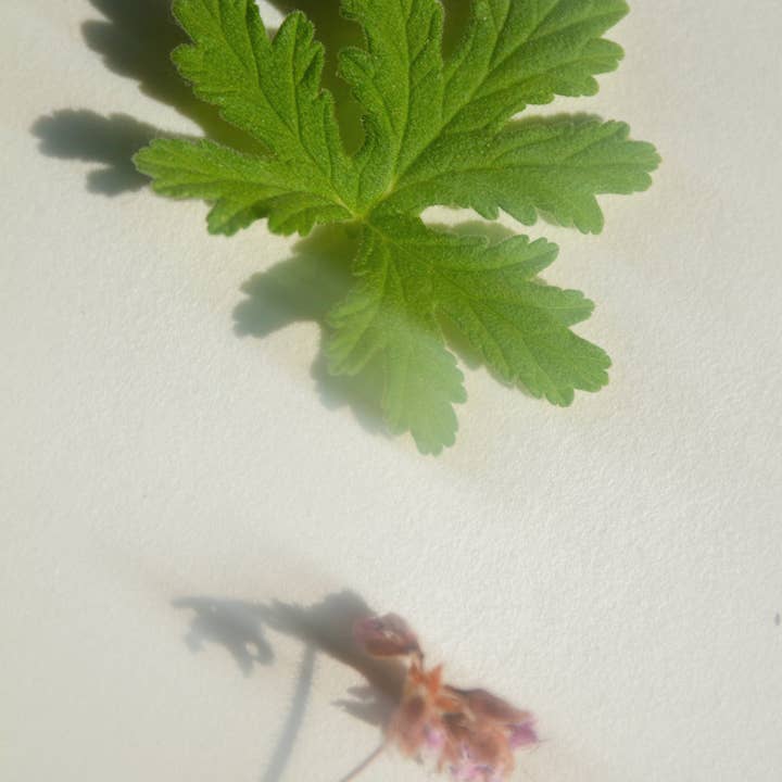 SUMMER SOLACE- Regenerative Tallow Beauty - Wholesale Bar Soap - Desert Rose Soap – Floral & Clay Infused, 4.9 oz1