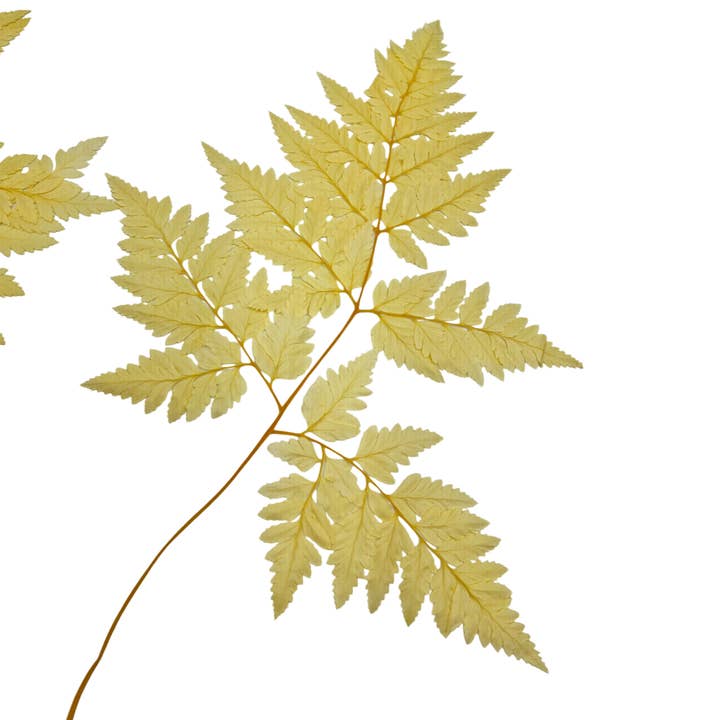 2626 Designs - Vente Fleur séchée/pressée - Fougère Davallia Mariesii séchée et préservée21