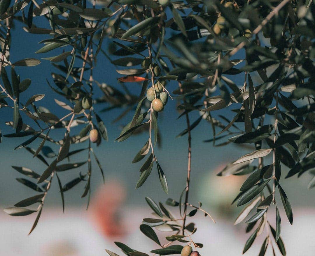 BENVOLIO.BIO by Wizebite S.r.l. SB - Wholesale Olive Oil - BENVOLIO 100% Italian Extra Virgin Olive Oil 500ml7