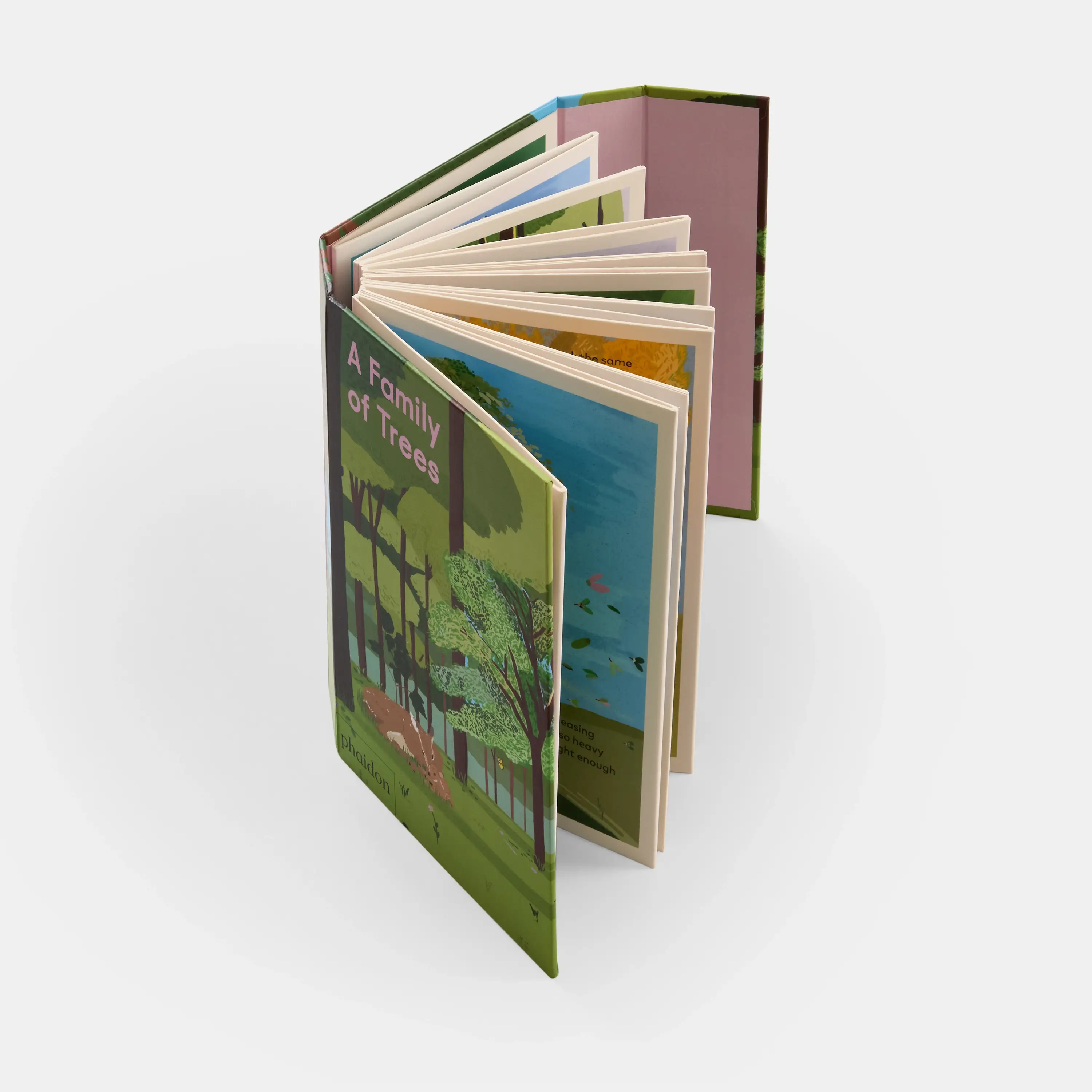 Phaidon Press - Vente Livre pour enfants de maternelle (de 3 à 5 ans) - Une famille d'arbres : mon premier livre sur les forêts4