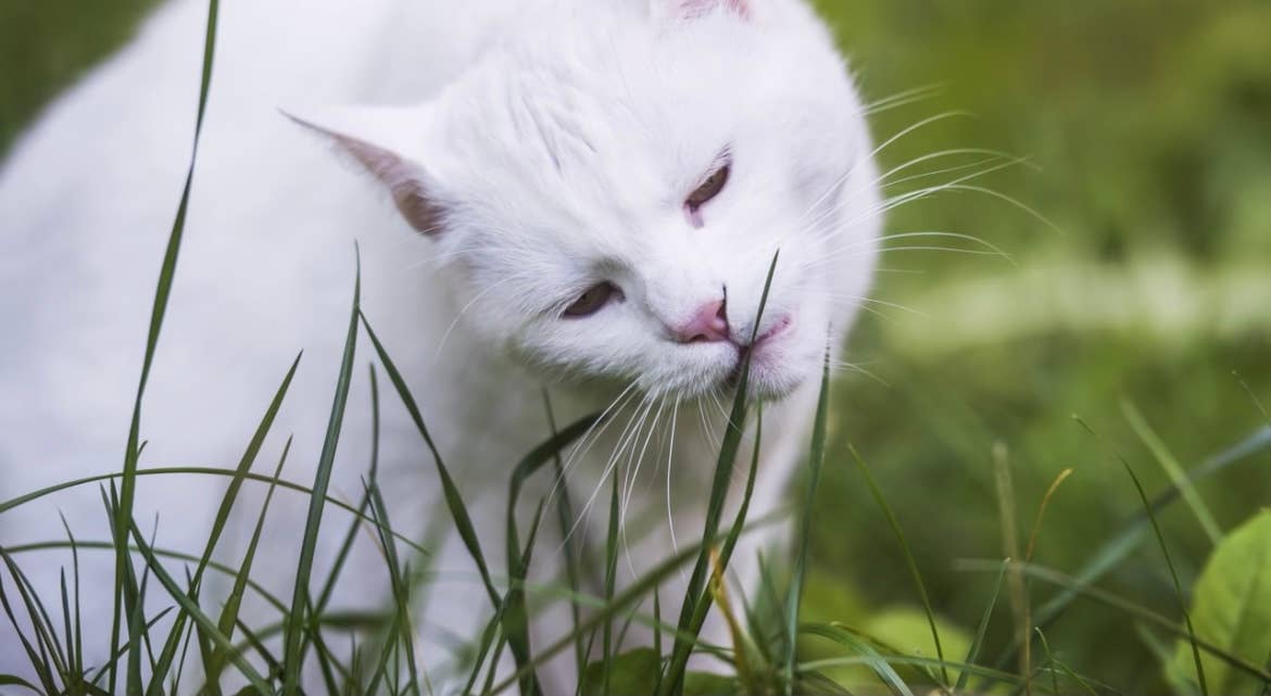 Vitality Farms Company – wholesale Levande växt – GIY Petgrass Kit4