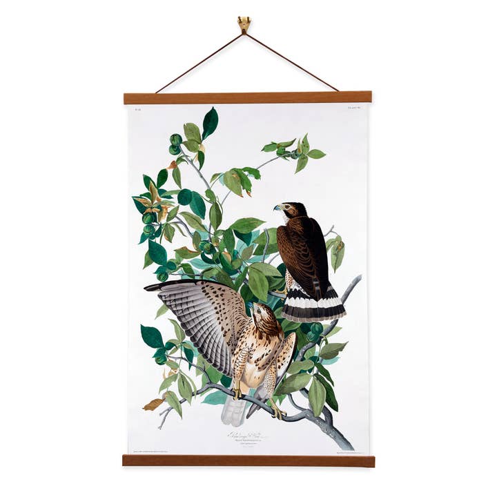 Broad-winged Hawk - John James Audubon Framed Wall Art for wholesale by Vintage Banners