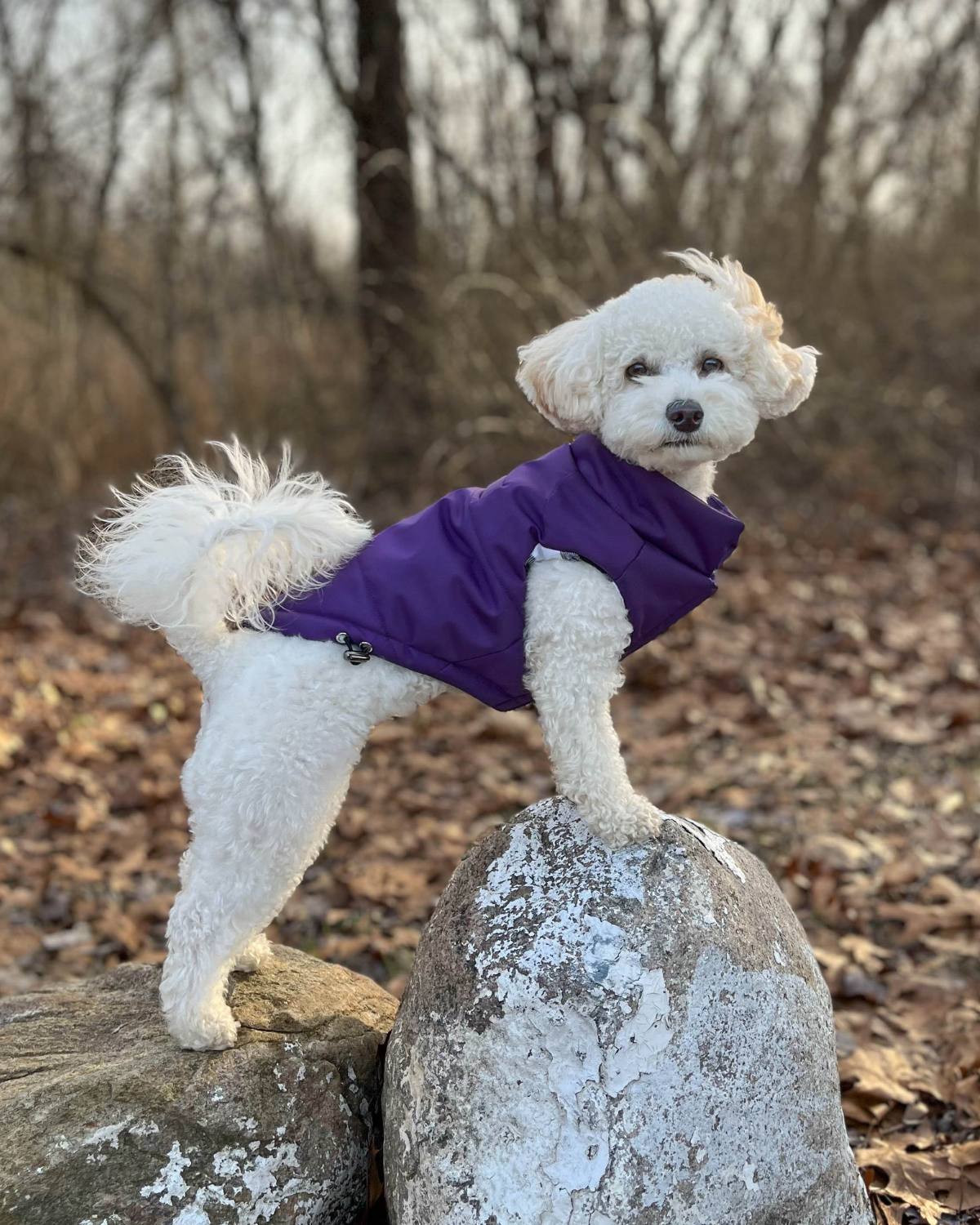 DJANGO - Wholesale Pet Coat - Dog - Reversible Puffer Dog Coat - Violet Purple2