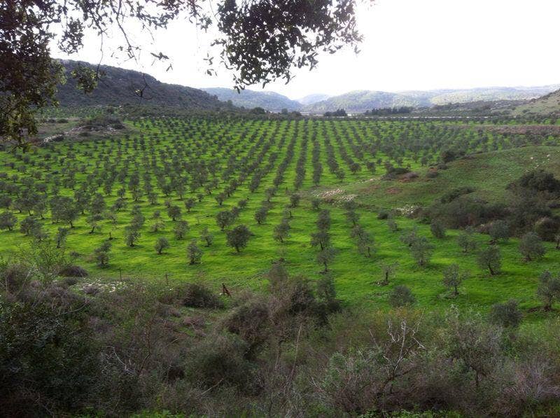 Makura Organic Olive Oil - Wholesale Olive Oil - Makura Organic Coratina Olive Oil 500ml2