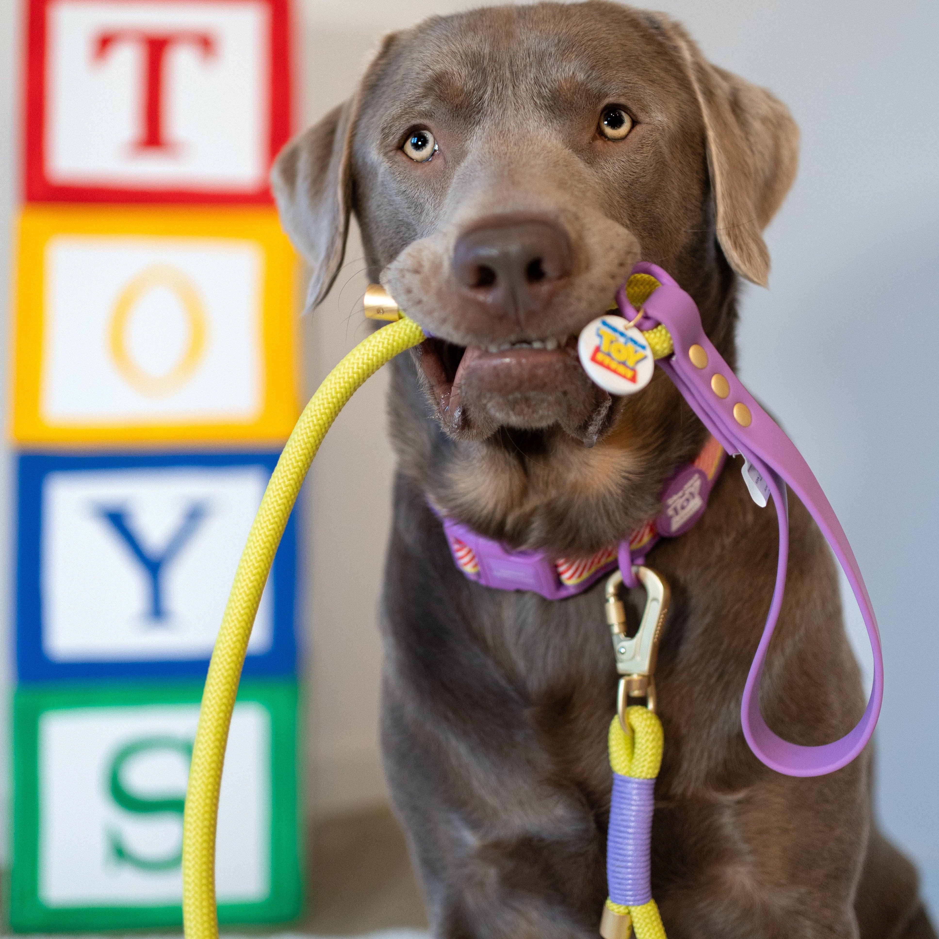 Pawsome Paws - Wholesale Pet Leash - Dog - Disney© 4ft Rope Lead - Buzz Lightyear7