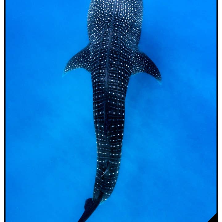 Will and Wind - Beach Towels & Accessories - Wholesale Tea towel - Whale Shark Multi-Towel / Tea Towel - Lux Microfibre