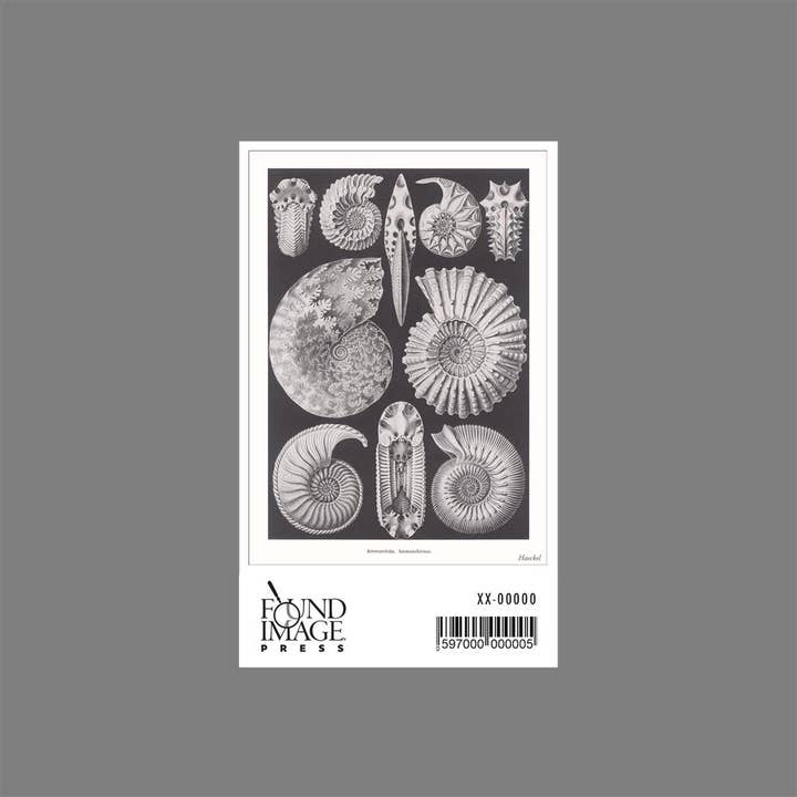 Found Image Press - Wholesale Sticker - Sticker SE-145 Ammonitida. Ammonshorner1