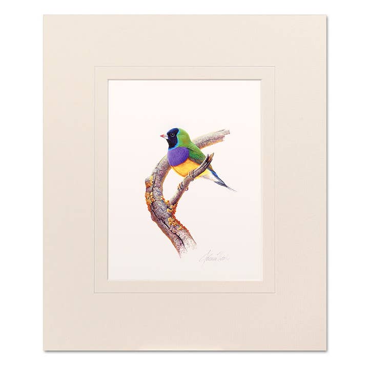 Mounted Print - Gouldian Finch for wholesale by Jeremy Boot Collections