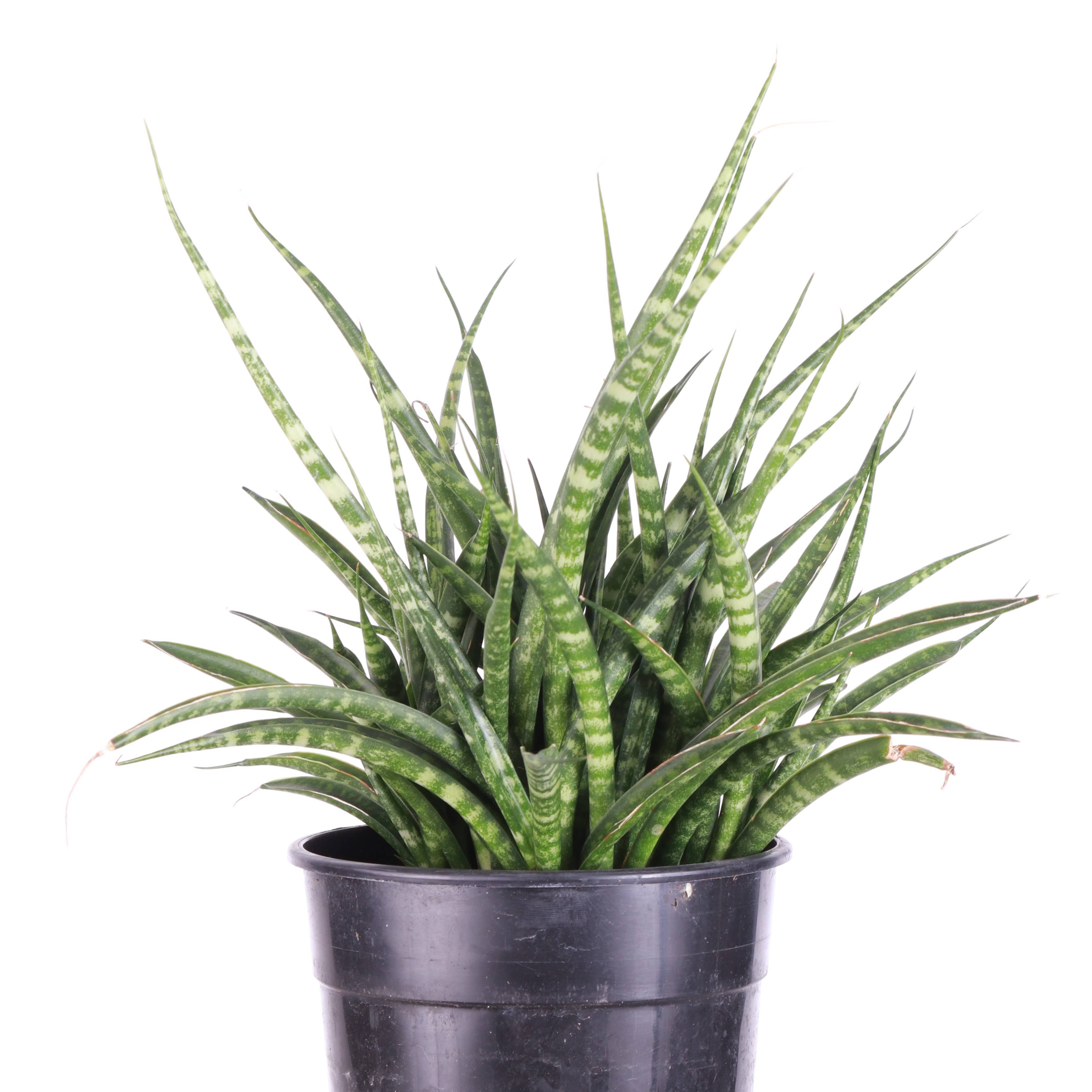 Thorsen's Greenhouse - Wholesale Live Plant - Sansevieria Fernwood - Live Plant8