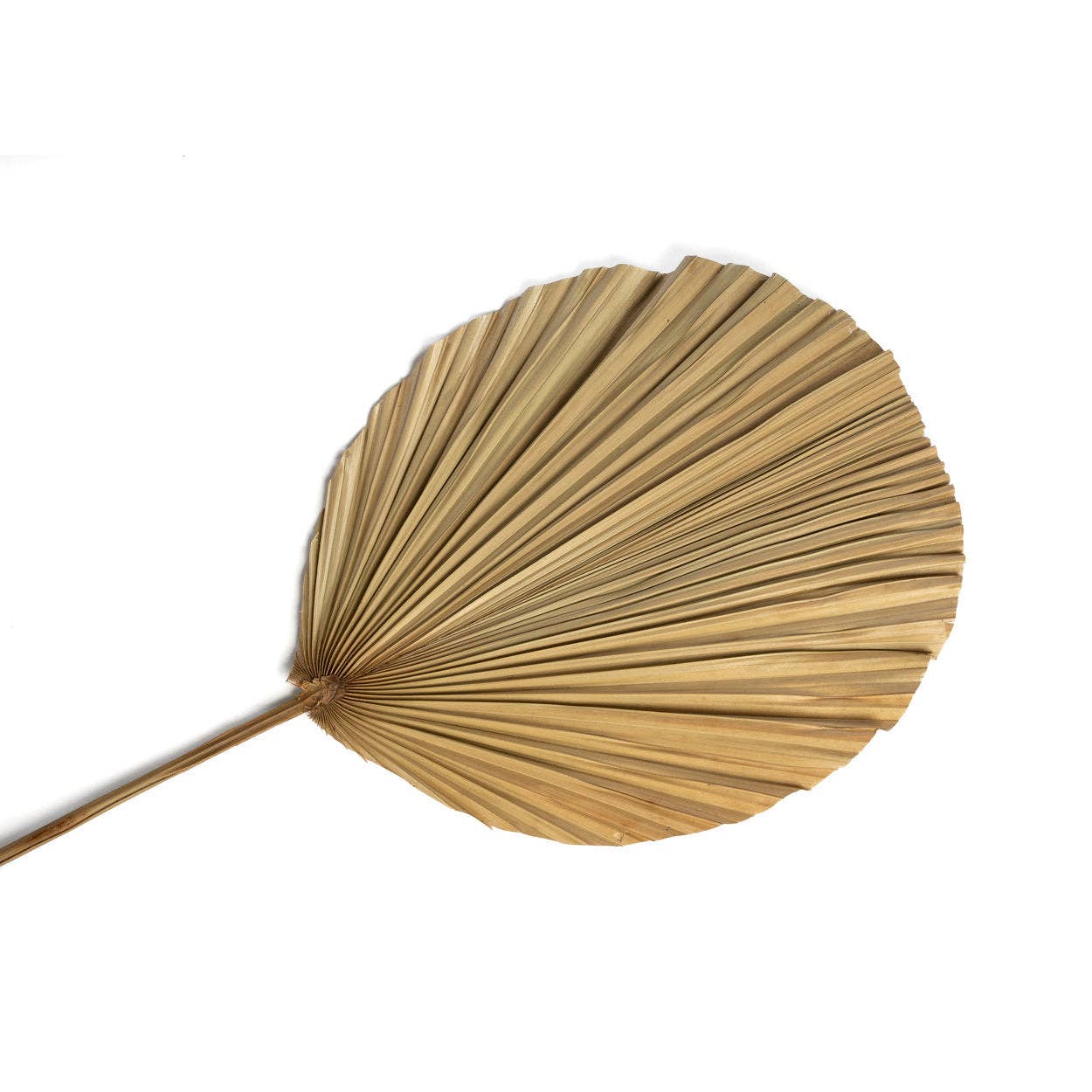 Bazar Bizar Living - Venta al por mayor Flores secas/prensadas - The Rayung Leaf - Natural3