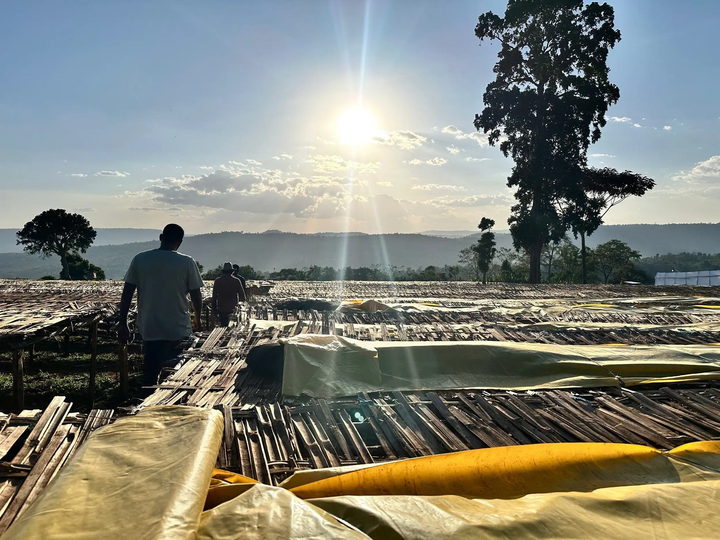 Andytown Coffee Roasters - Wholesale Coffee Beans - Ethiopia Natural Guji Kayon Mountain 8oz Retail Bags3