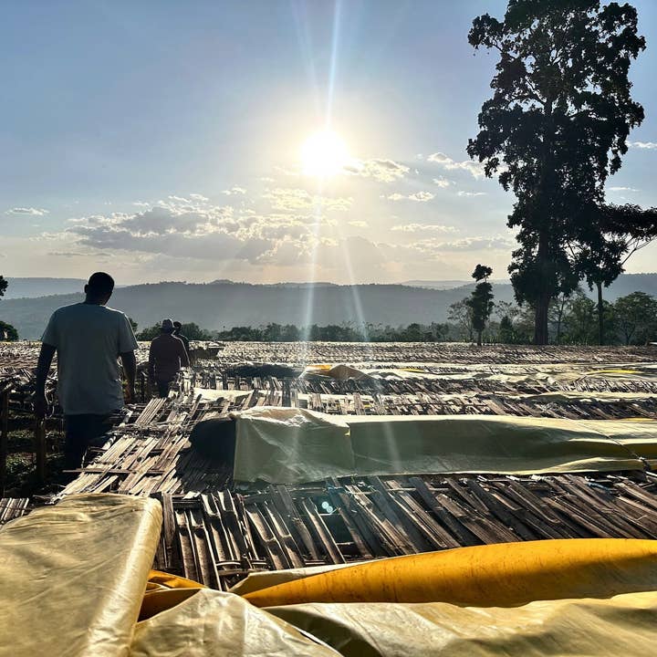 Andytown Coffee Roasters - Wholesale Coffee Beans - Ethiopia Natural Guji Kayon Mountain 8oz Retail Bags3