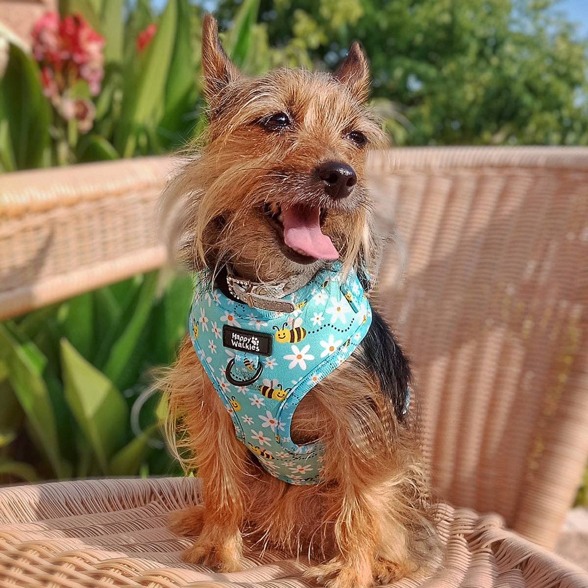 Happy Walkies – Großhandel Haustiergeschirr – Hund – Bee Happy verstellbares Hundegeschirr3