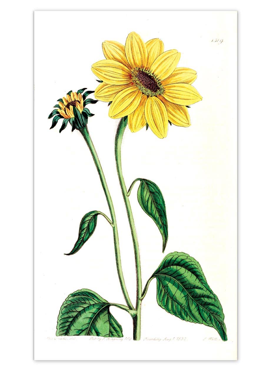 Laughing Elephant – Großhandel Postkarten-Set – Sonnenblumen-Postkartenbox — Postkarten für den täglichen Gebrauch in Schachtel1