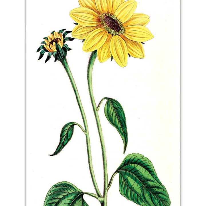 Laughing Elephant – Großhandel Postkarten-Set – Sonnenblumen-Postkartenbox — Postkarten für den täglichen Gebrauch in Schachtel1