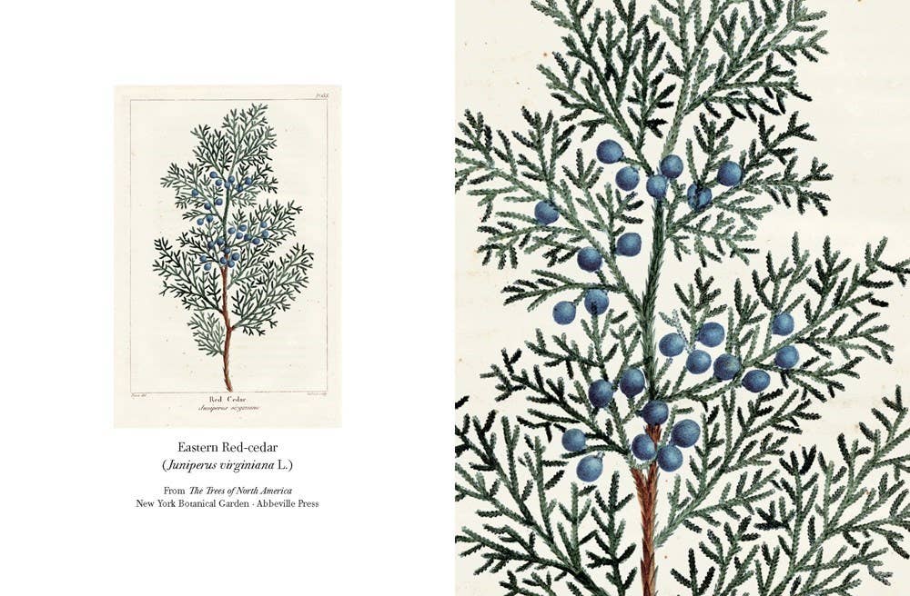 W. W. Norton - Wholesale Stationery/Notecard Set - The Trees of North America note cards3