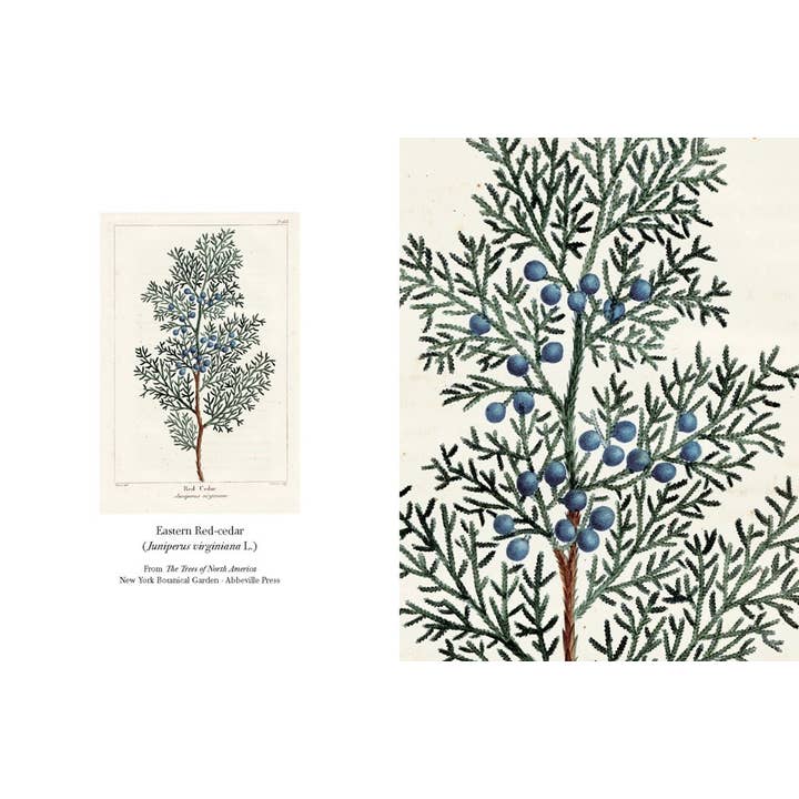 W. W. Norton - Wholesale Stationery/Notecard Set - The Trees of North America note cards3