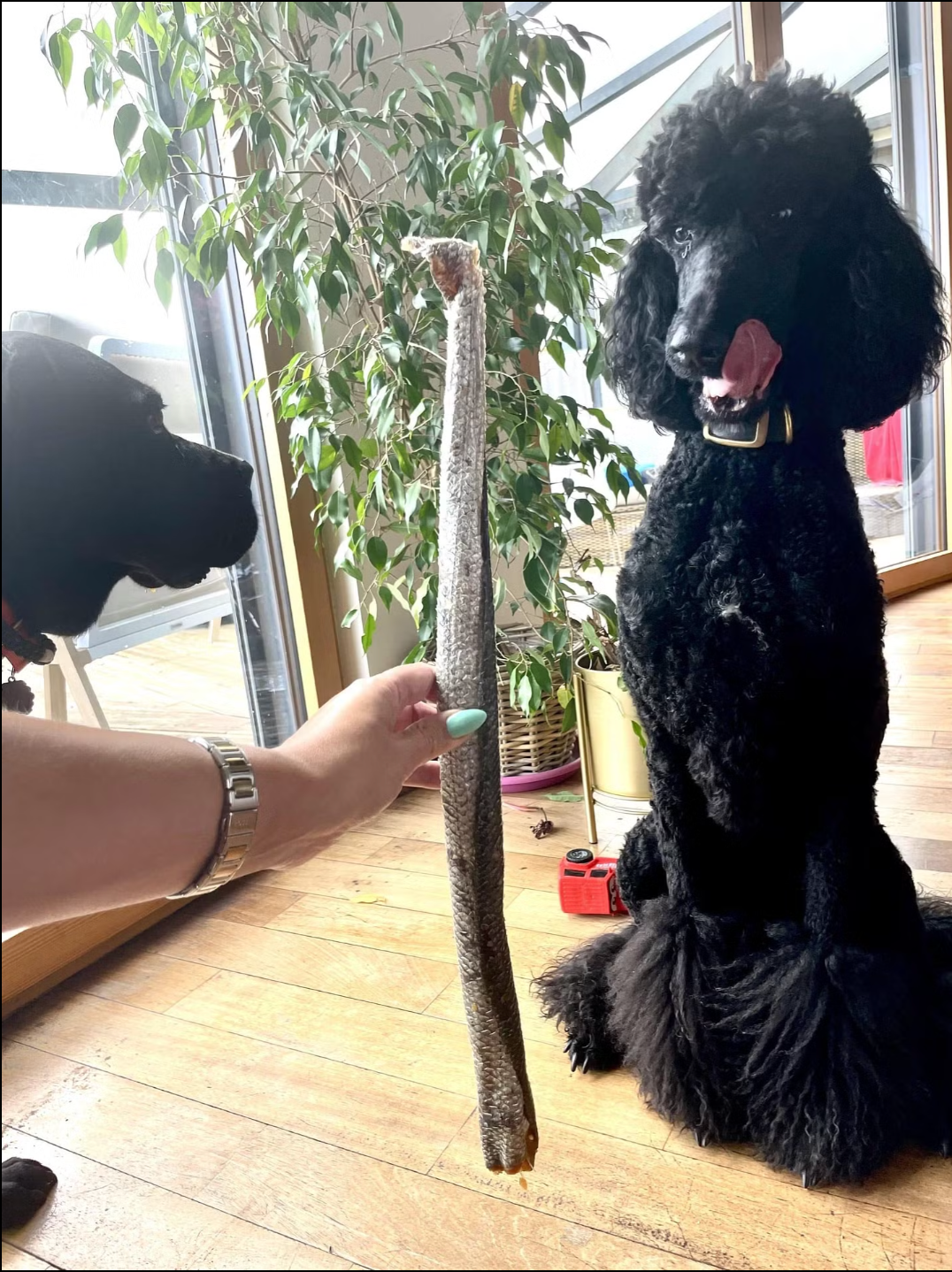 LE COCON DE CESAR - Vendita all'ingrosso Snack - Cani - Pelle di salmone con polpa XXL per cani1