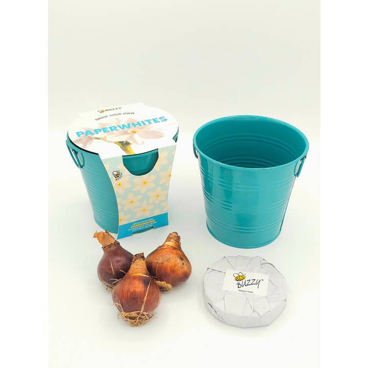 Buzzy Grow Gifts - Wholesale Plant Seeds - Holiday Paperwhites Grow Pail – Winter Flower Gift Kit2