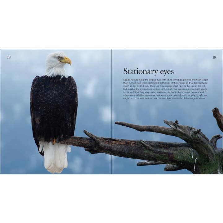 AdventureKEEN - Wholesale Nature & Outdoors - Bald Eagles: The Ulitmate Raptors4