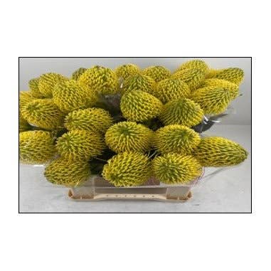 Florasource - Wholesale Fresh Cut Flowers - Protea PIn Cushion Yellow 30 stems