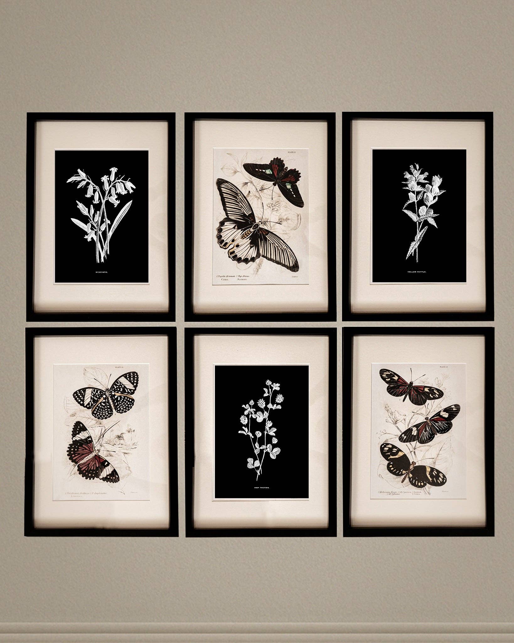 Coultura - Wholesale Gallery Wall Set - Framed Gallery Wall Set – Vintage Butterfly Botanical Art Prints (Set of 6, Black Noir Frame)