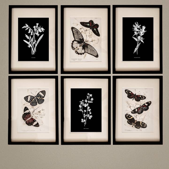 Coultura - Wholesale Gallery Wall Set - Framed Gallery Wall Set – Vintage Butterfly Botanical Art Prints (Set of 6, Black Noir Frame)0