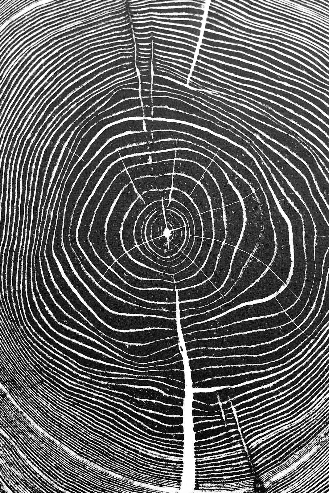 HVRNT Studio - Venta al por mayor Ilustración - Impresión de Árbol "Ash 81" - Papel Blanco3